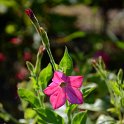 Nicotiana x sanderae 'Perfume rose brillant' (3)